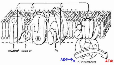Mitochondrial lanț respirator și fosforilare oxidativă