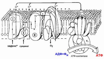 Мітохондріальна дихальна ланцюг і окисне фосфорилювання