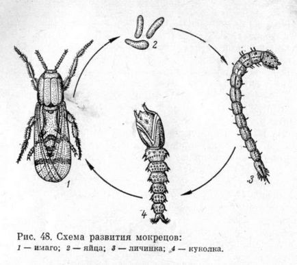 Мокреці, комарі