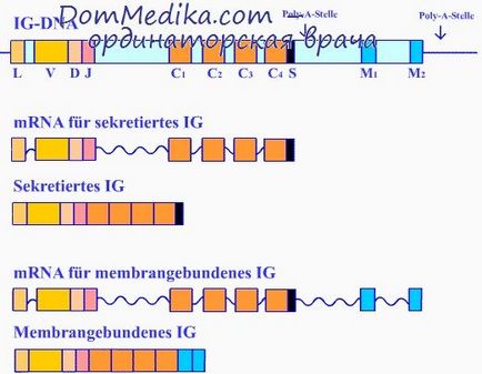 A monoklonális antitest in Immunology