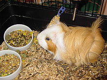 Guinea de porc