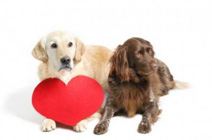 Порушення функції серця у собак