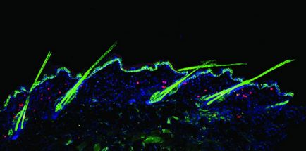 Un nou mecanism de creștere a părului