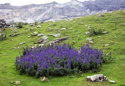 Aconite otrăvire simptome, primul ajutor, tratament, consecințe