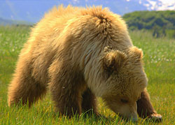 Vânătoare pentru un urs brun cu o fiare de pădure - pradătoare