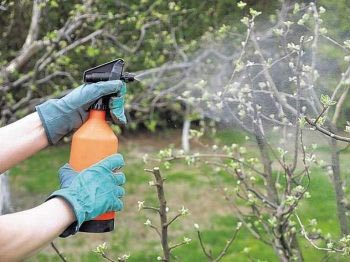 Парша на груші причини, профілактика від захворювання, методи боротьби