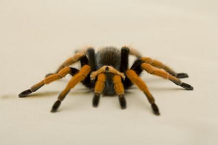 Păianjenii de păianjen sau păianjenii de păsări (theraphosidae)