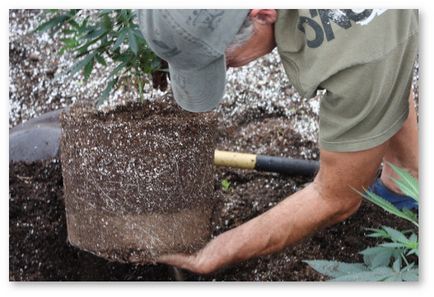 Transplantul în cultivarea canabisului