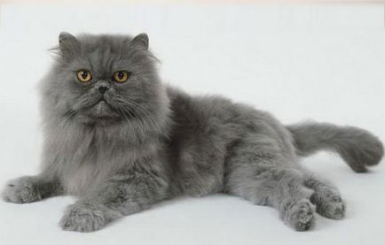 Персидська кішка опис і характер породи, основи догляду, фото