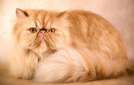 Персийската котка описание и естеството на скалите, на основите на кърменето, снимки