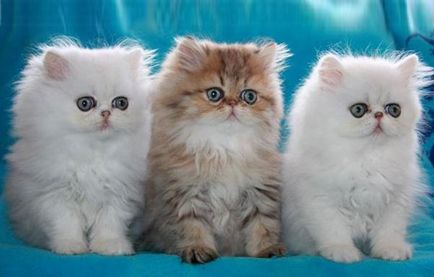 Персидська кішка опис і характер породи, основи догляду, фото