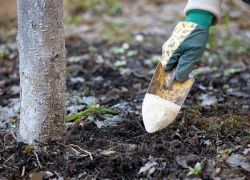 Fertilizarea cireșelor în primăvară