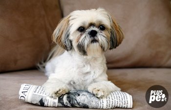 Rase de câini pentru un apartament cu fotografii și descrieri