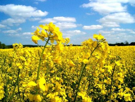 Ріпаковий мед корисні властивості і застосування в медицині