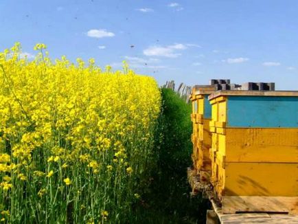 Ріпаковий мед користь і шкода, особливо в застосуванні