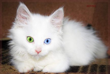 Care este culoarea ochilor la animale? Ce este heterochromia?