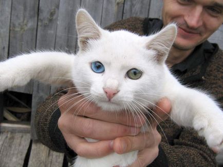 Care este culoarea ochilor la animale? Ce este heterochromia?