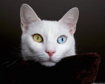 Különböző szemszín állatoknál ez heterochromia