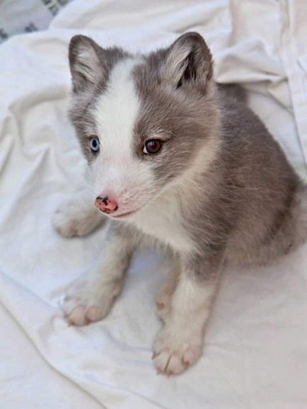 Care este culoarea ochilor la animale? Ce este heterochromia?