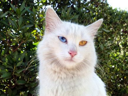 Különböző szemszín állatoknál ez heterochromia