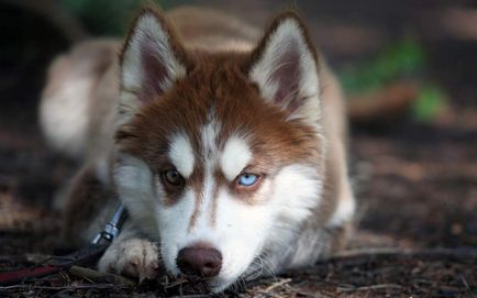 Care este culoarea ochilor la animale? Ce este heterochromia?
