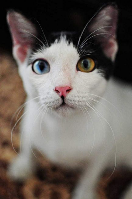 Care este culoarea ochilor la animale? Ce este heterochromia?