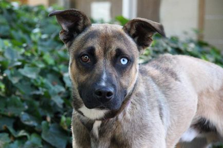 Különböző szemszín állatoknál ez heterochromia