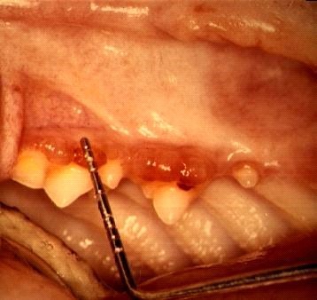 Резорбція зубів у кішок 1