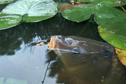 Pescuitul în luna mai ce fel de pește să prindă în luna mai