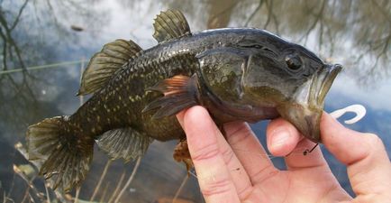 Fish rotan leírás, a halászati ​​módszereket, receptek, fotók, videók