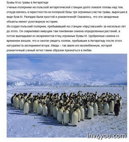 Самі незвичайні освідчення в коханні - момент на все життя! Ребус визнання в любові