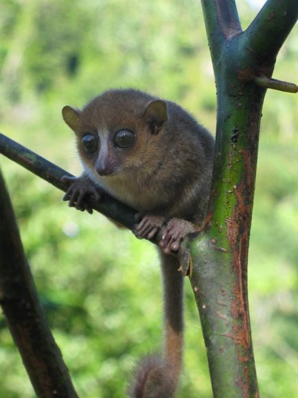 Gramul lemur al mouse-ului, el este lemurul lui Miller