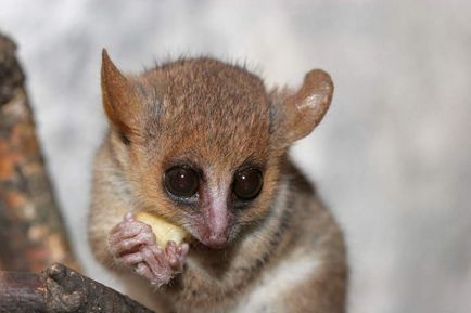 Gramul lemur al mouse-ului, el este lemurul lui Miller