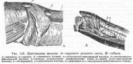 Glanda tiroidă la animale - totul despre animale