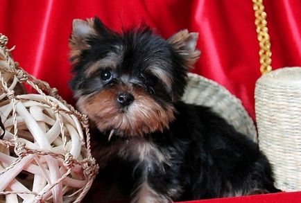 Cât de mult este un yorkshire terrier york