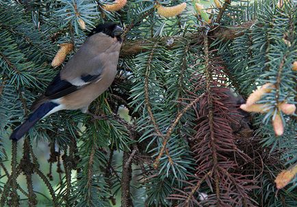 Bullfinches - păsări - felinare