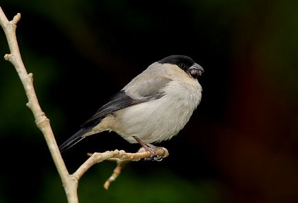 Bullfinches - păsări - felinare