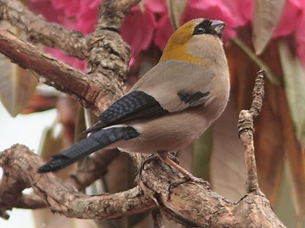 Bullfinches - păsări - felinare