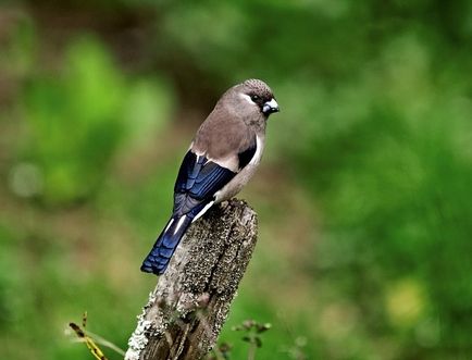 Bullfinches - păsări - felinare