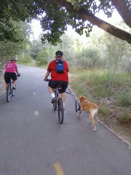 Câine de câine pentru ciclism