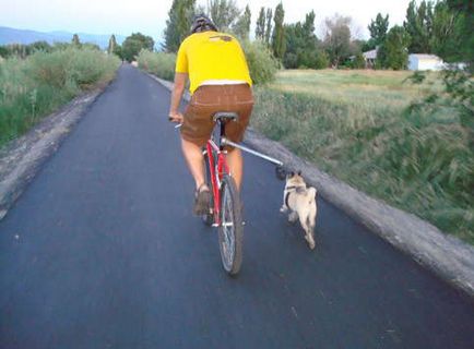 Câine de câine pentru ciclism