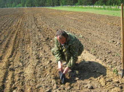 Létrehozása erdei faiskolák termesztésére Szöllőpalanta tűlevelű