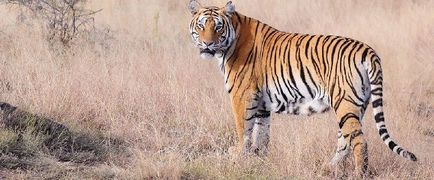 Tigrii - vânătoare și pescuit în Rusia și în străinătate