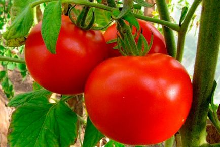 Tomato - baron - f1, caracteristici și descrierea soiului, randament, fotografie
