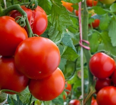 Tomato Baron o descriere a soiului, fotografiile și caracteristicile acestuia