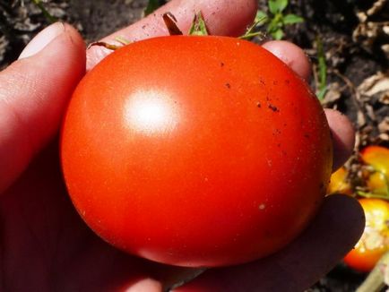 Tomato Baron o descriere a soiului, fotografiile și caracteristicile acestuia