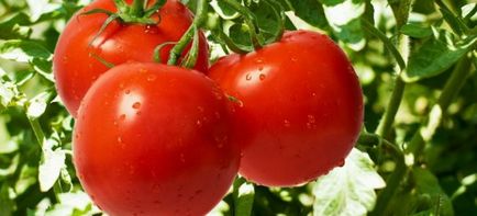 Tomate - bolile și controlul acestora