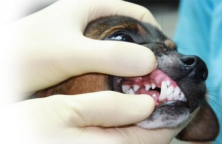 Îngrijirea cavității orale a pisicilor și câinilor, un punct de ramificație