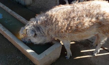 Угорська мангалица фото, опис породи свиней, розведення, утримання, догляд відгуки