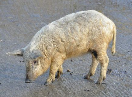 Угорська мангалица фото, опис породи свиней, розведення, утримання, догляд відгуки